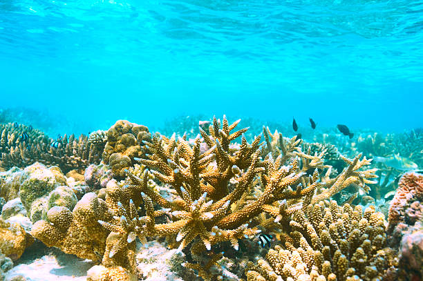 istock Coral reef at Maldives 474009948