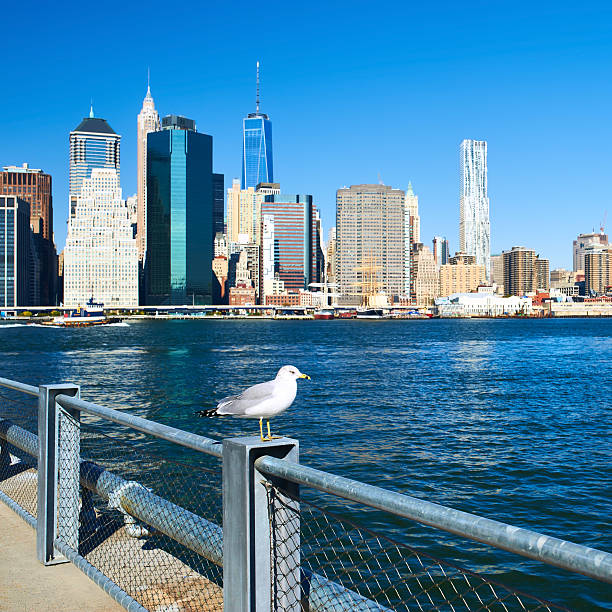 istock Seagull with Manhattan in background. Focus on the bird. 474012070