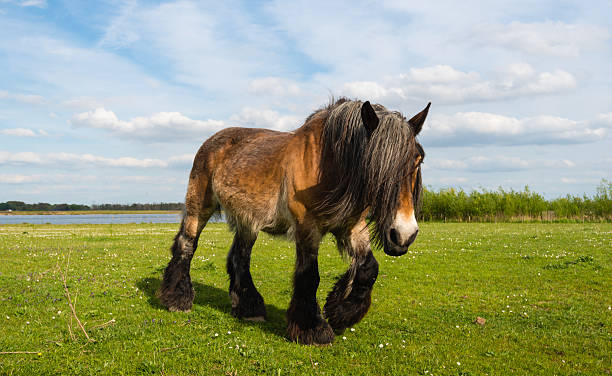 caballo belga pasos en el césped - belgian horse fotografías e imágenes de stock