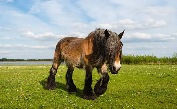 Belgian horse with long manes and hairy legs walking on the grass on a sunny day in springtime.