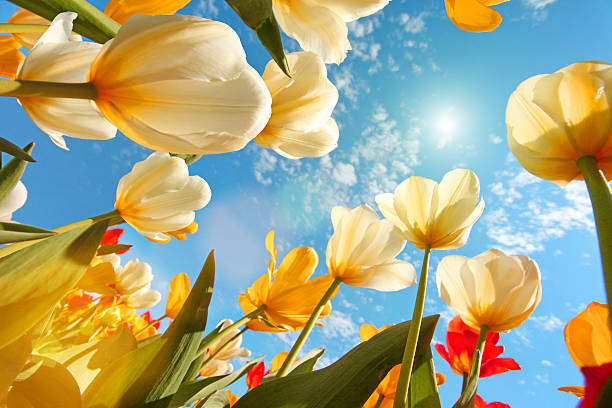 im sommer: sonniger himmel mit bunten tulpen blumen, blick nach oben - leaf underside stock-fotos und bilder