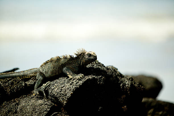 istock Galapagos marine iguana sunbathing on black rock 474017157