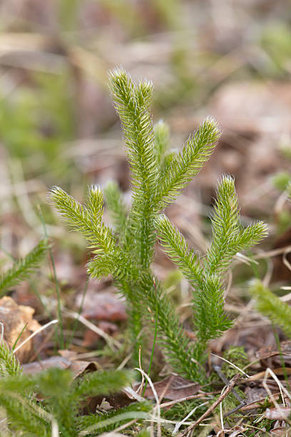 Wolf's-foot clubmoss, Lycopodium clavatum growth Wolf's-foot clubmoss, Lycopodium clavatum growth  lycopodiaceae photos stock pictures, royalty-free photos & images