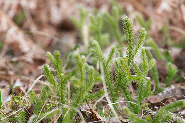 wolf s-pied clubmoss, lycopodium clavatum croissance - clubmoss photos et images de collection