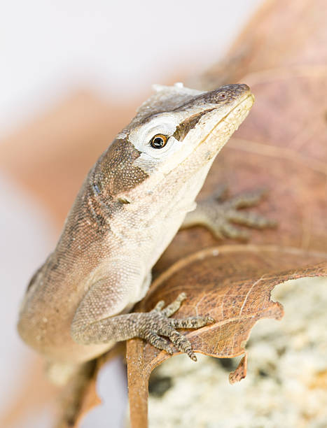 istock Brown anole shedding skin 474019523