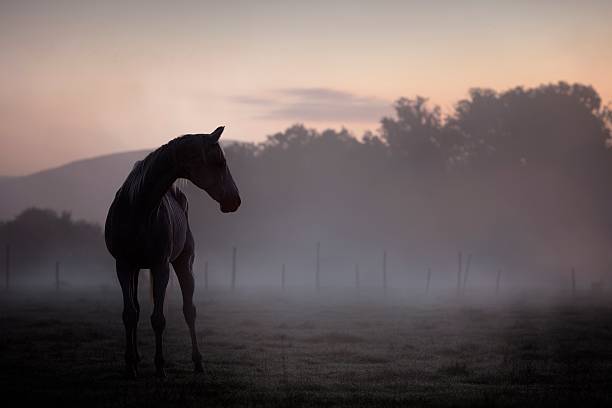 istock Horse portrait 474019994