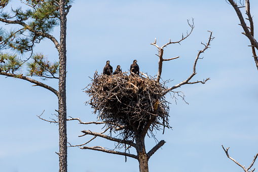 Three baby Bald Eagles (Haliaeetus leucocephalus) sitting in a large stick nest at the top of a dead tree and waiting for one of their parents to feed them.  Bald Eagles are dark feathered until they reach adulthood when they sport the white head and tail.