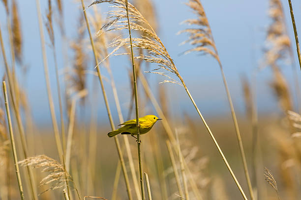 Male Yellow Warbler (Dendroica petechia) On Marsh Grass stock photo