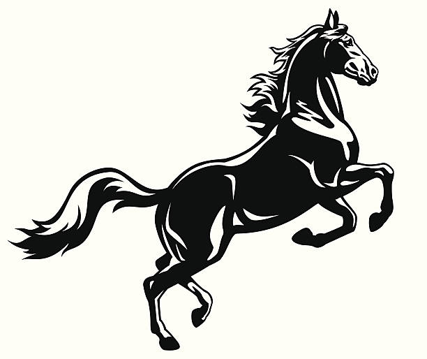 illustrazioni stock, clip art, cartoni animati e icone di tendenza di cavallo bianco allevamento nero - stallion