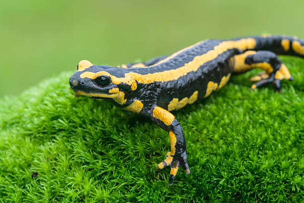 Salamander stock photo