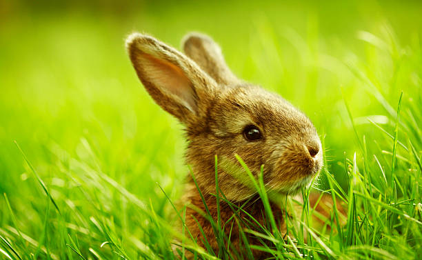 piccolo coniglio seduta in erba - easter bunny easter grass sunlight foto e immagini stock