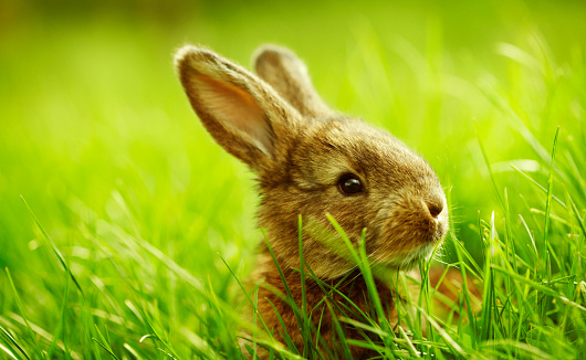 A small rabbit sitting in grass on a sunny springtime day.