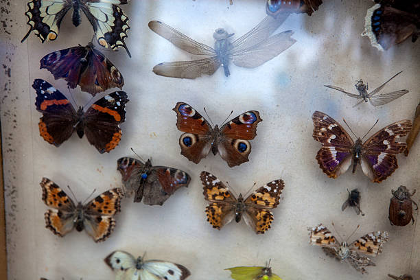 coleção de borboletas - collection butterfly shadow box insect - fotografias e filmes do acervo