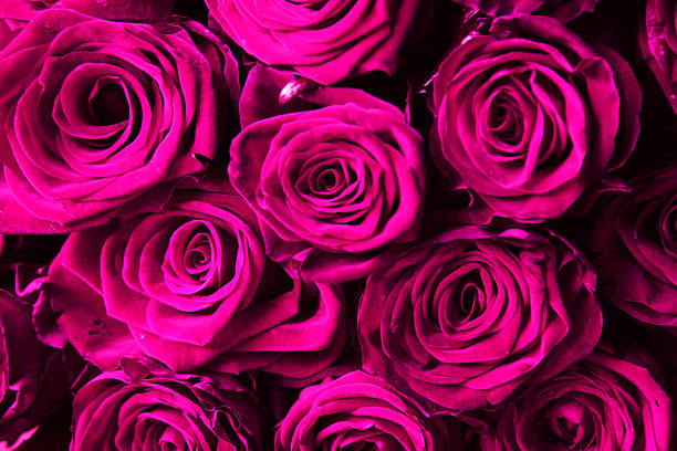 istock bouquet of pink roses 474035109
