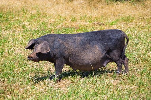 Black pig outdoor grazing standing in Menorca Balearic islands