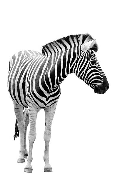 istock Male zebra isolated on white background 474037554