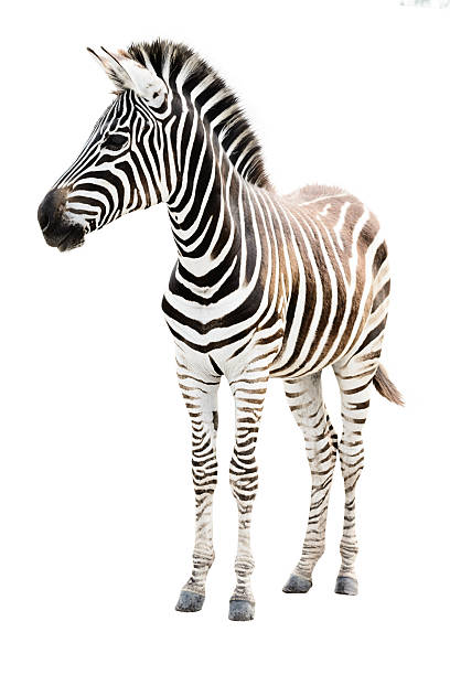 istock Male zebra isolated on white background 474037556