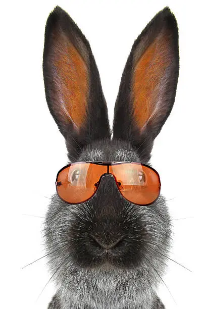 Photo of portrait  rabbit