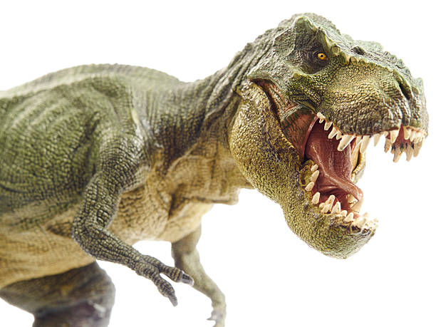 Close-up of a T-Rex dinosaur with sharp teeth on white back stock photo