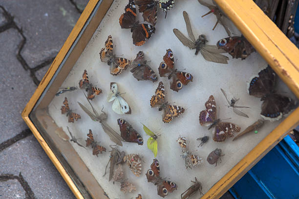 coleção de borboletas - collection butterfly shadow box insect - fotografias e filmes do acervo