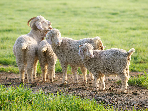 angora cabra - angora wool - fotografias e filmes do acervo