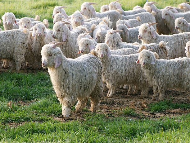 angora cabra - angora wool - fotografias e filmes do acervo