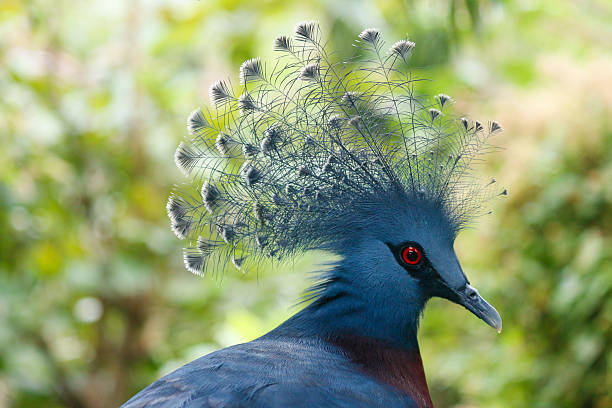 istock Victoria crowned pigeon-Goura victoria 474046138