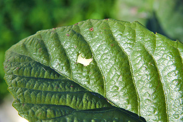 istock Closeup of a hole on loquat leaf 474046294