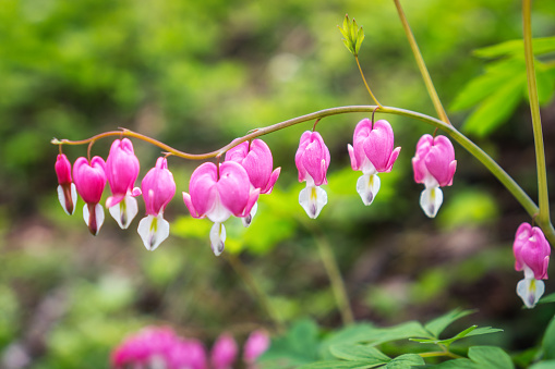 Bleeding heart flowers blossoming in a mountain hill side in South Korea.