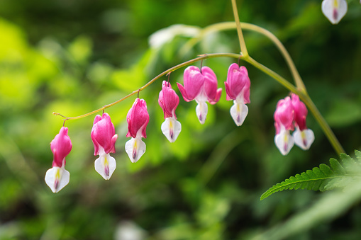 Bleeding heart flowers blossoming in a mountain hill side in South Korea.