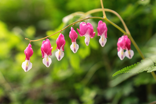 Bleeding heart flowers blossoming in a mountain hill side in South Korea.