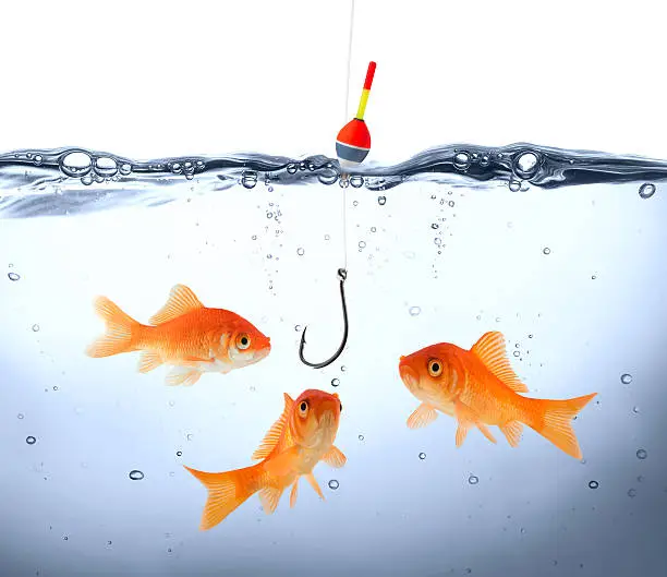 Photo of Goldfish gathered around dangling fish hook