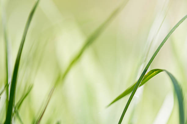 istock green background, detail of grass 474046870