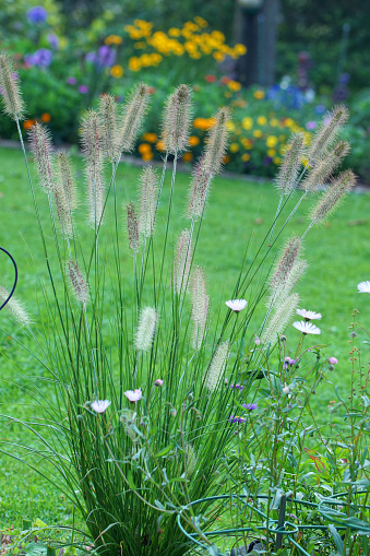 Fountain grass with asters, Germany, Eifel.