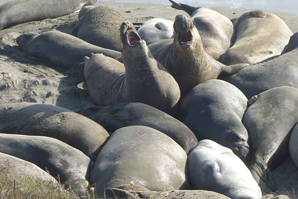 Elephant Seals stock photo