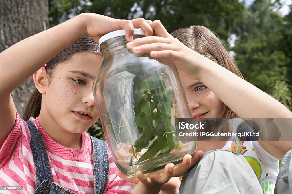 Meninas analisar Stick insetos na jarra - Foto de stock de Criança royalty-free