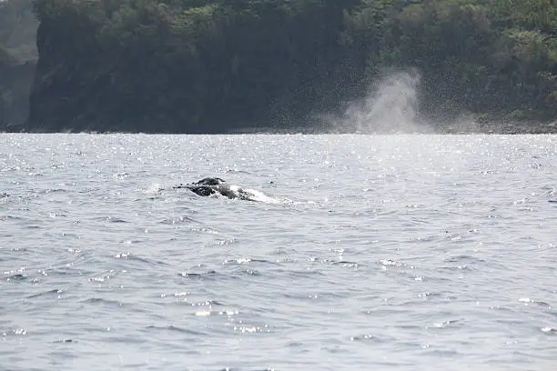 Picture of a humpbackwhale, photograghed near Ogasawara Islands, Japan.