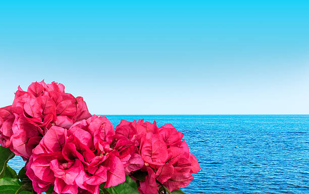 Pink flowers and blue sea background with copy space, landscape