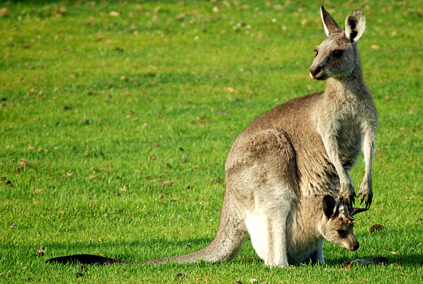 z kangaroo joey - kangaroo joey marsupial mammal zdjęcia i obrazy z banku zdjęć