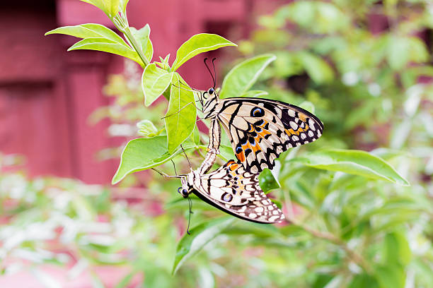 Butterfly breeding stock photo