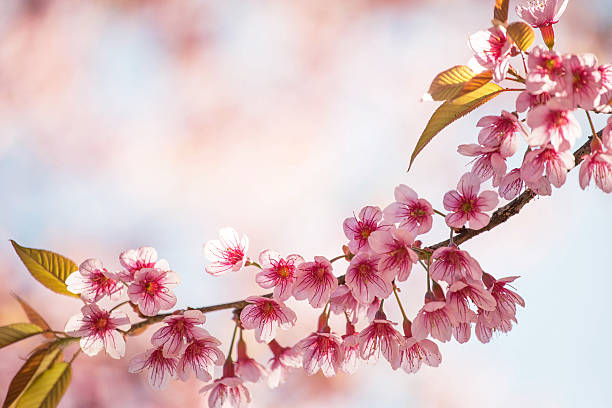 sakura blooming in the sunshine and blue sky stock photo