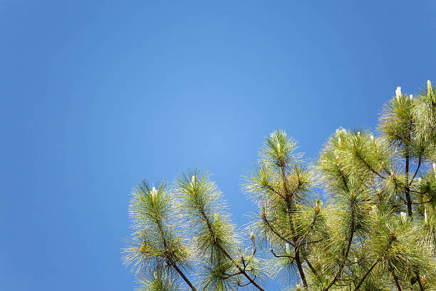 pine tree forest against blue sky stock photo