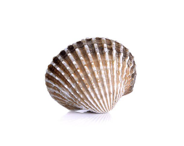 istock Fresh raw cockle on the white background 474054880