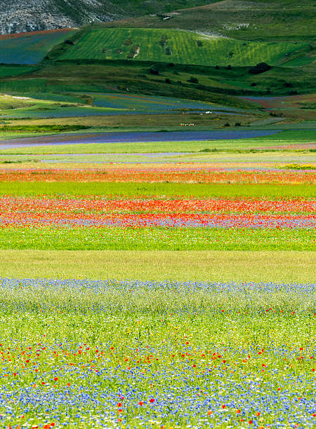 istock Piano Grande di Castelluccio (Italy) 474054970