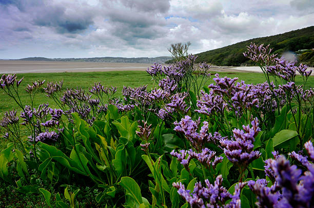 meer, lavendel - morecombe bay stock-fotos und bilder