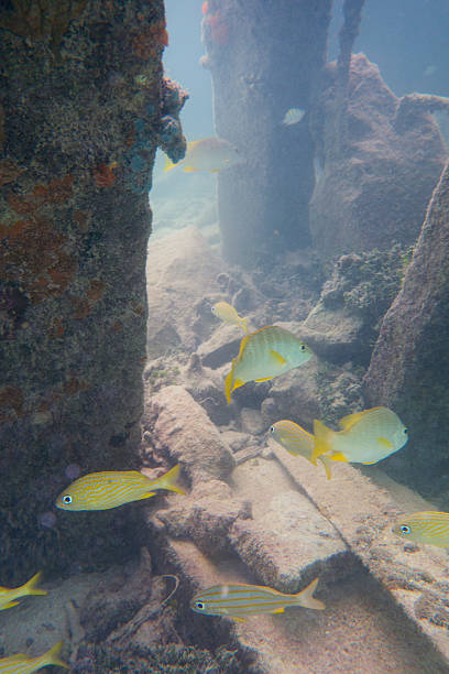 mergulho livre com peixe tropical em um naufrágio subaquática - commercial dock pier reef rock imagens e fotografias de stock