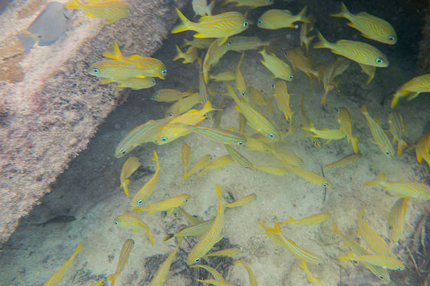 Snorkeling with Tropical Fish A group of French grunt off the coast of the island of Caye Caulker in Belize french grunt photos stock pictures, royalty-free photos & images