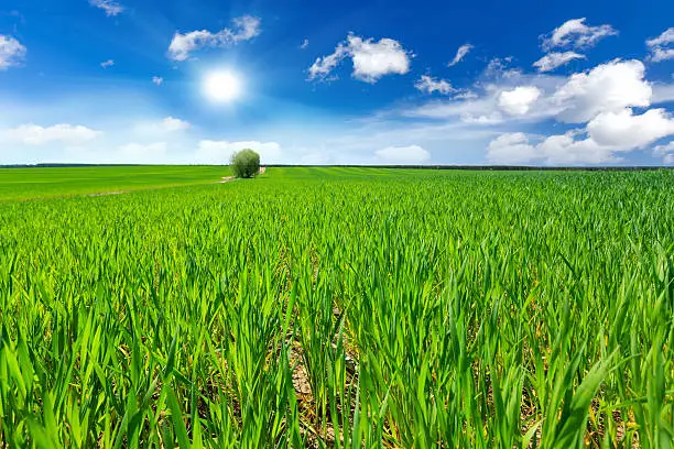 Wheat fieldWheat field