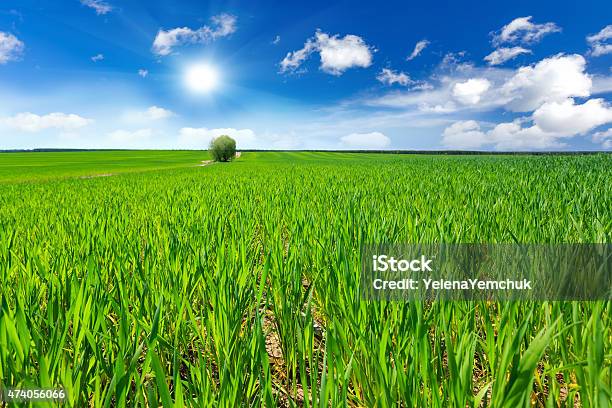 Foto de Campo De Trigo e mais fotos de stock de 2015 - 2015, Agricultura, Ajardinado