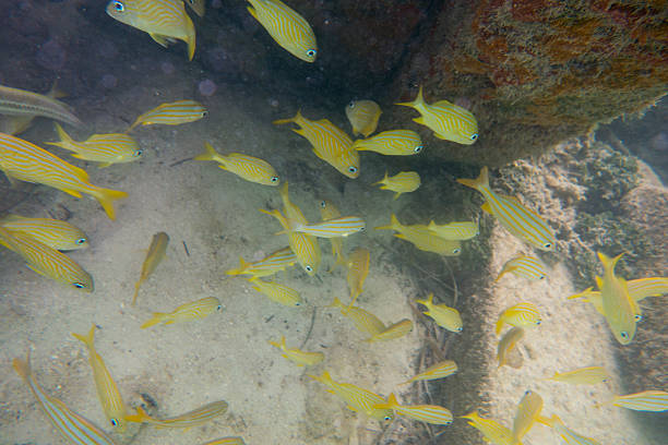mergulho livre com peixe tropical em um naufrágio subaquática - commercial dock pier reef rock imagens e fotografias de stock